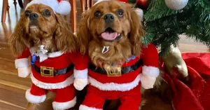 Therapy Dogs